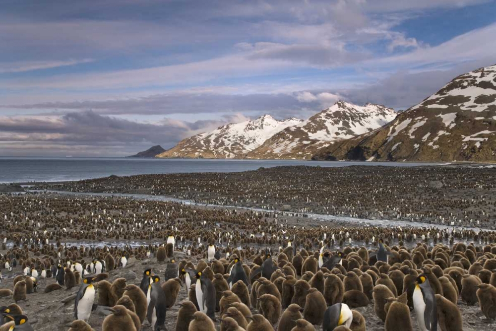 South Georgia Island, King penguin colony